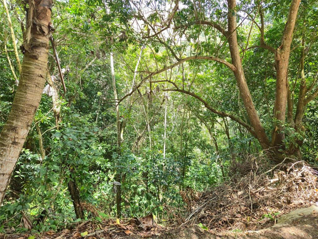 Pr 156 Km. 23.9, Rio Hondo Ward, Comerio - 47