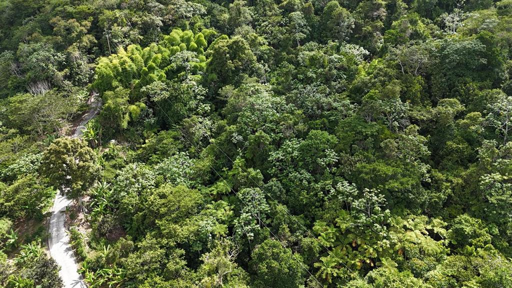 131, Guilarte, Adjuntas - 35