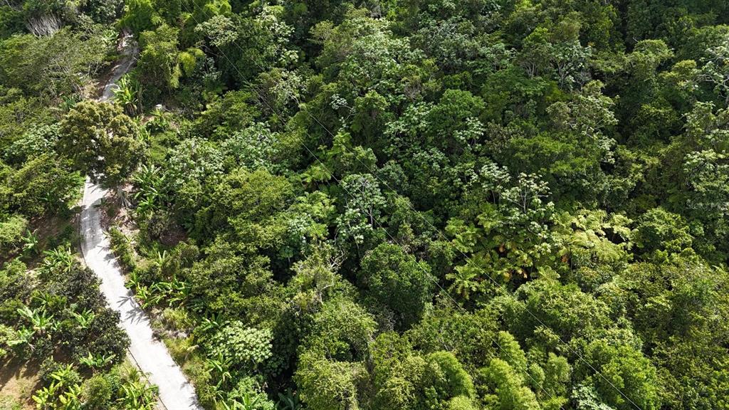 131, Guilarte, Adjuntas - 36